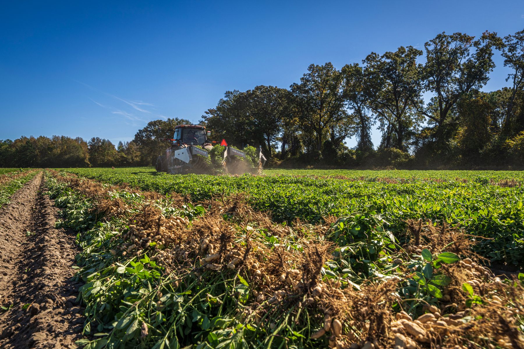 A tractor harvesting a green crop under a clear sky