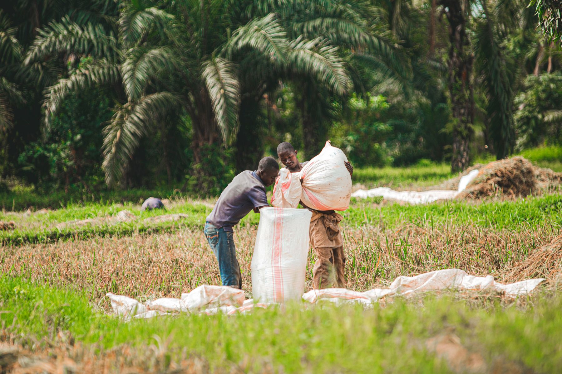 Two African farmers working together during harvest