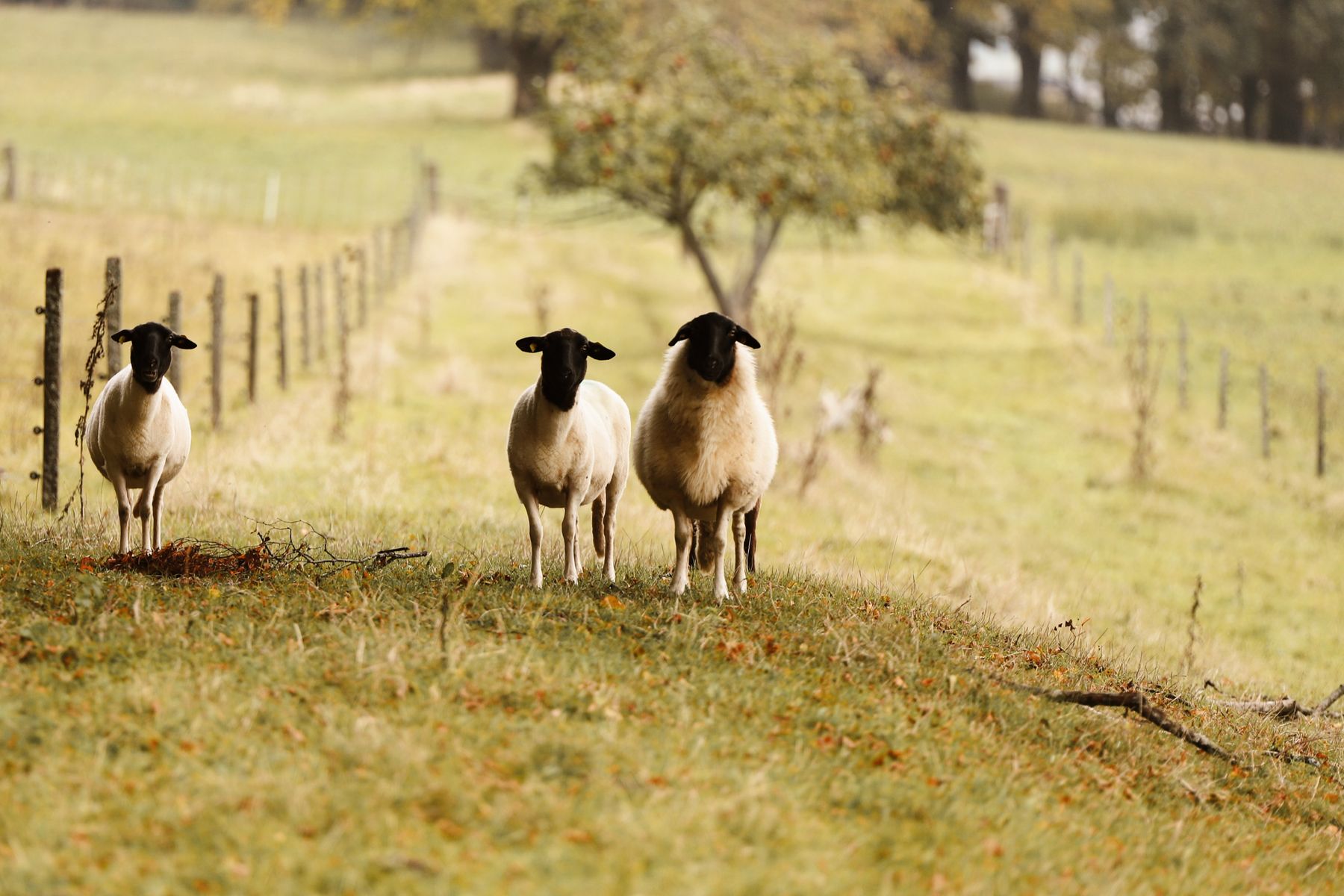 Sheep grazing between fenced pasture divisions
