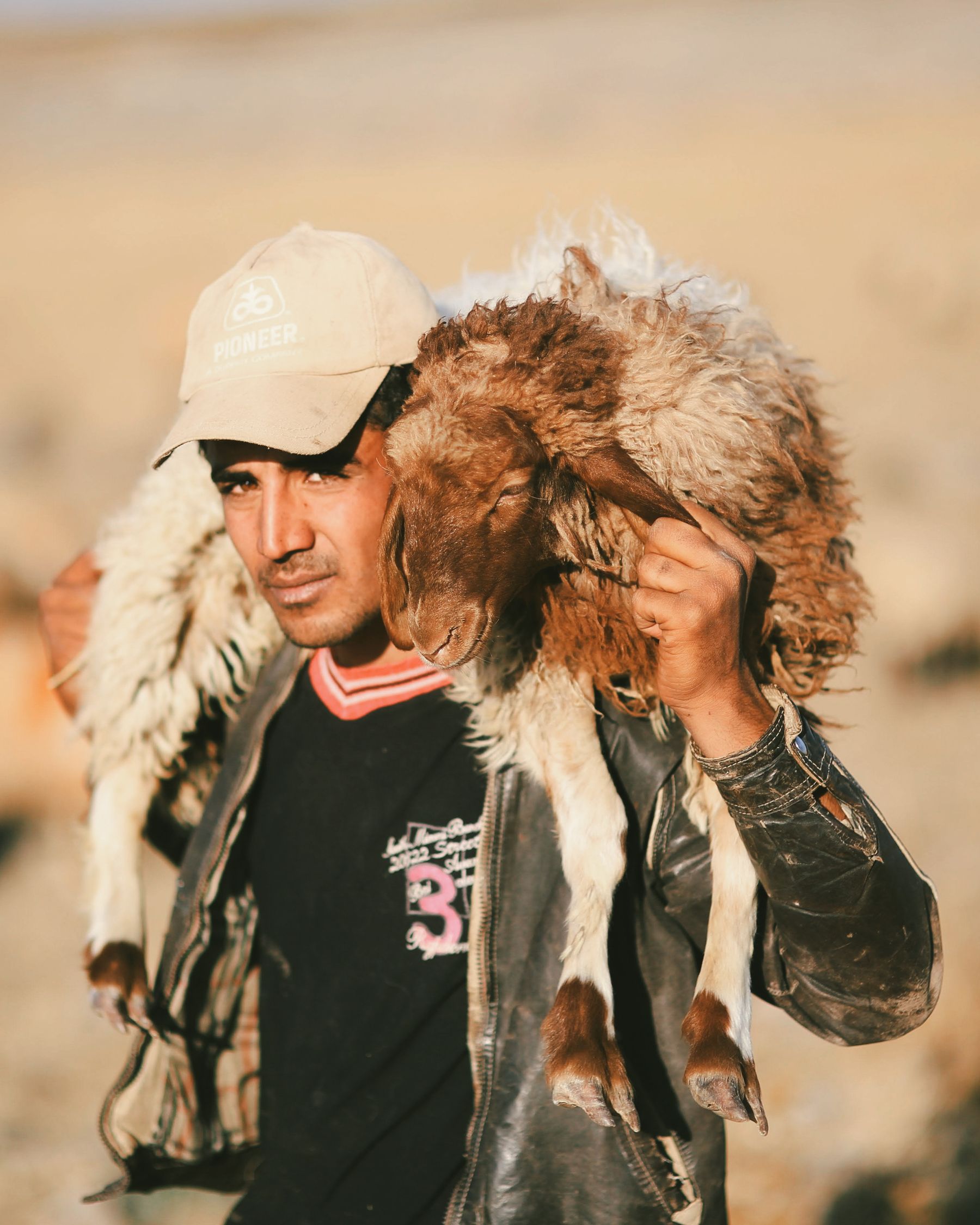 A livestock farmer carrying a sheep during routine field work