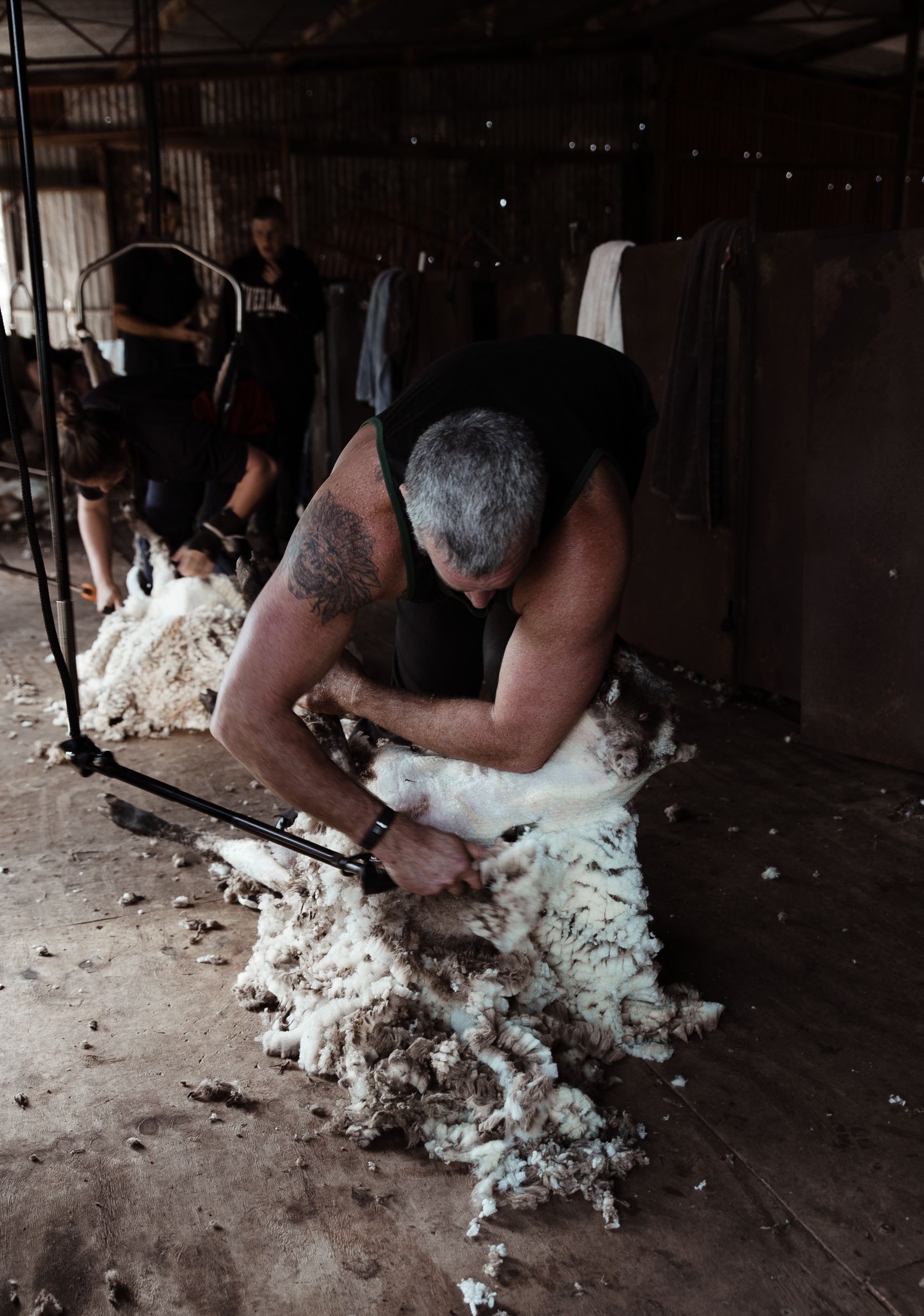 A shearer removing a fleece in a working shearing shed