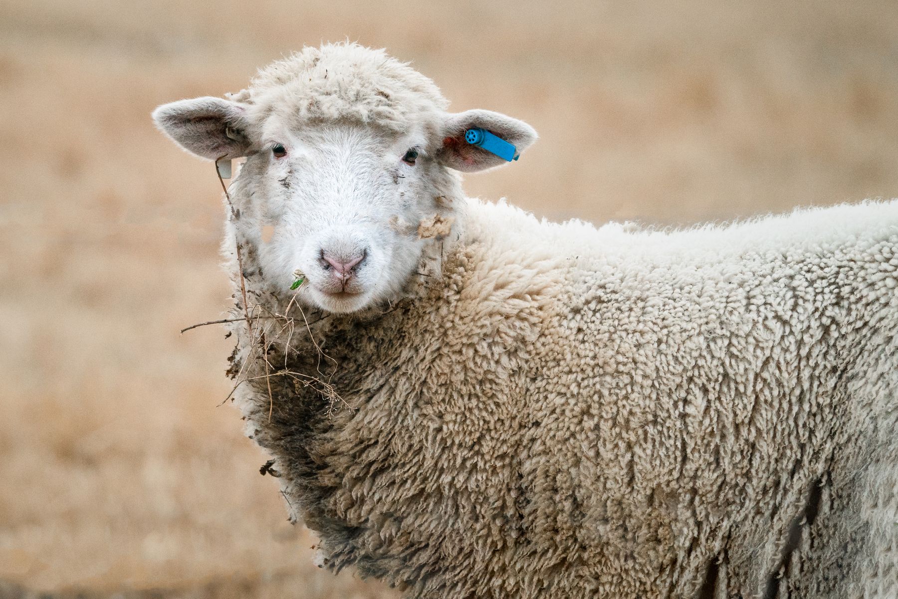 Detailed view of a sheep's fleece and identification tag
